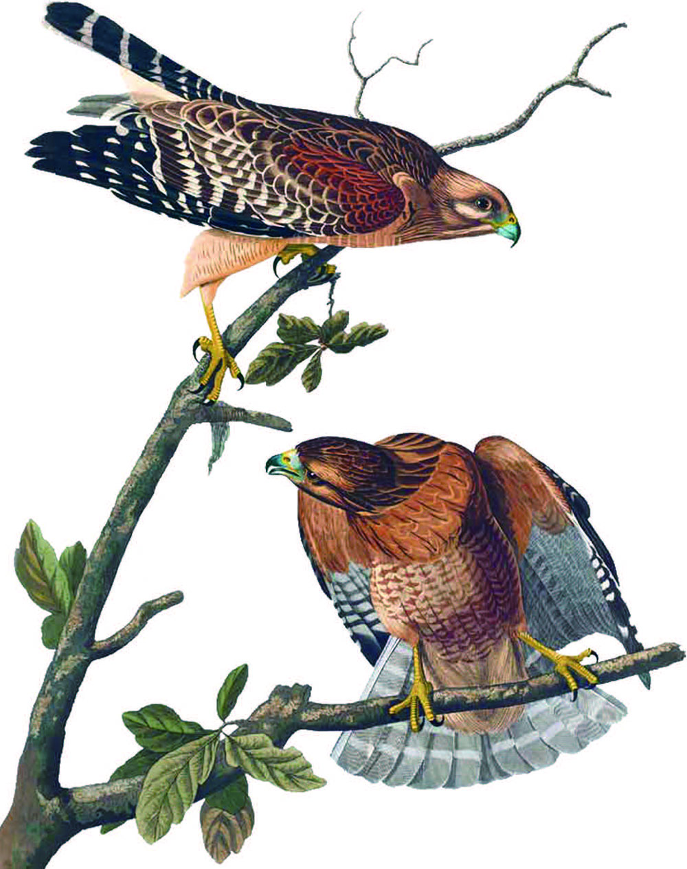 hahabet星辰大海-官网登录入口