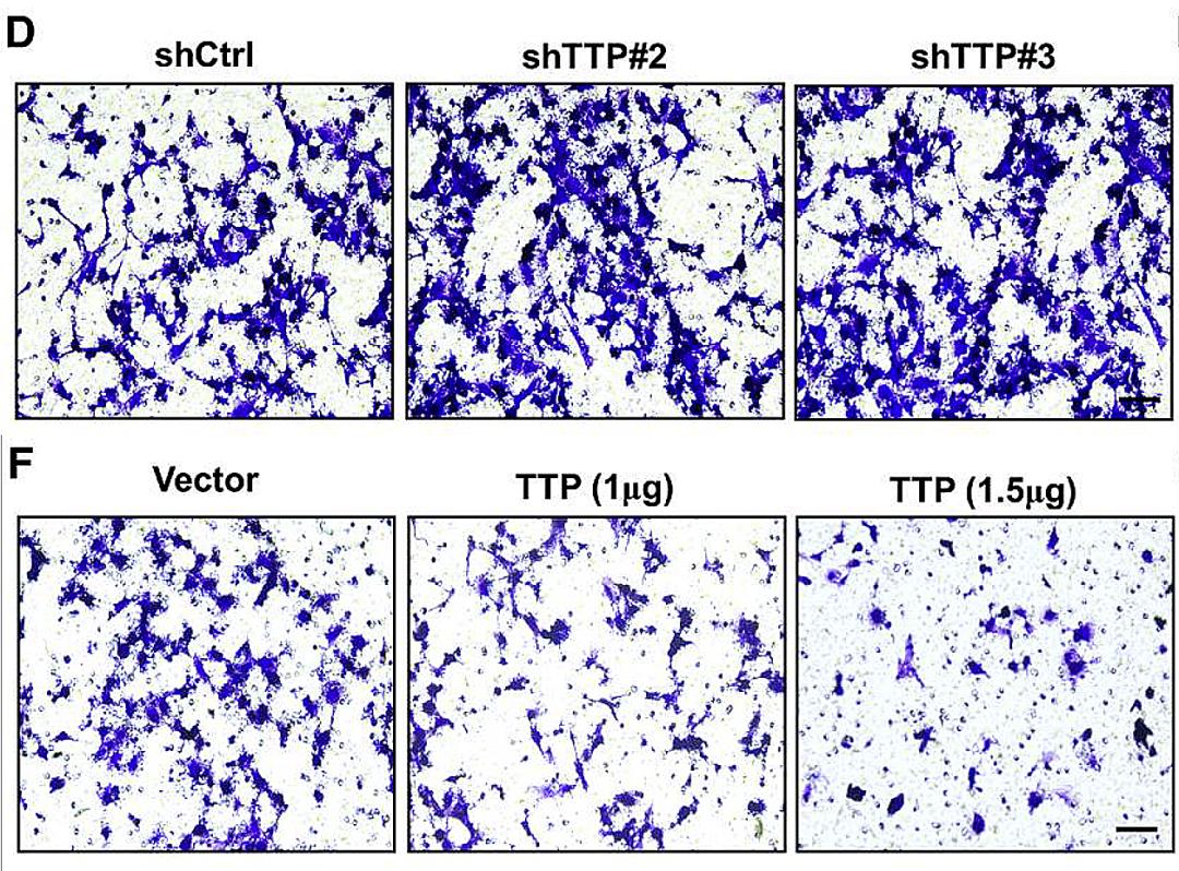 hahabet星辰大海-官网登录入口